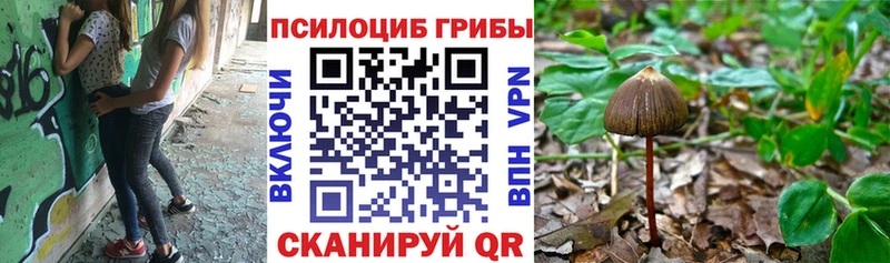 купить  цена  Находка  Галлюциногенные грибы Psilocybe 